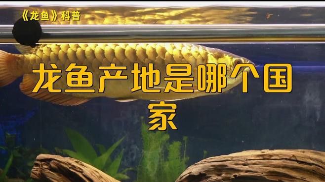 如何區分不同產區的紅龍魚？