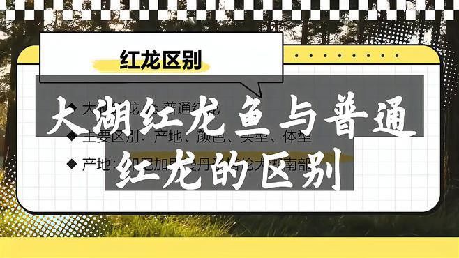 如何區分不同產區的紅龍魚？