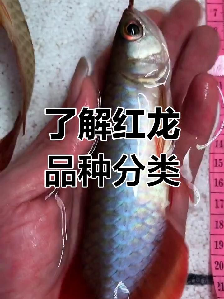 如何區分不同產區的紅龍魚？