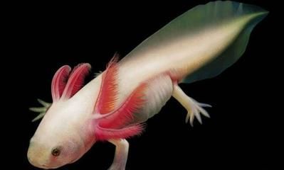 有哪些食物可以促進(jìn)橘紅龍魚(yú)發(fā)色？