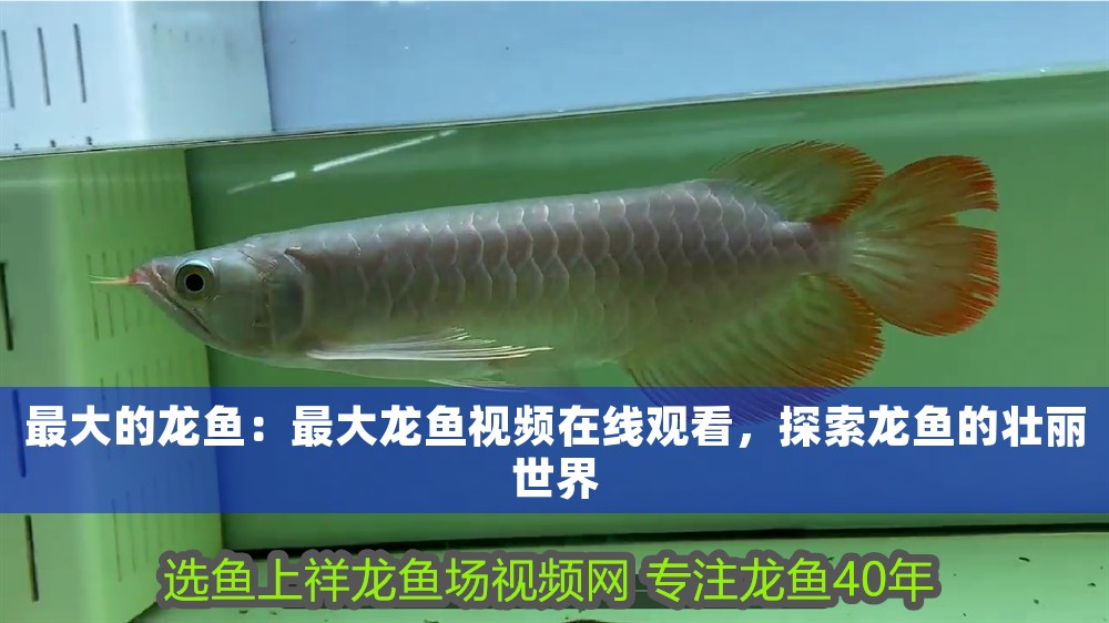最大的龍魚：最大龍魚視頻在線觀看，探索龍魚的壯麗世界