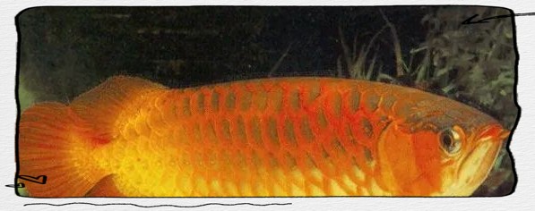 龍魚風水有哪些講究