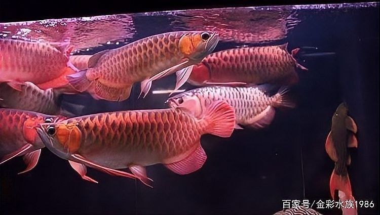 龍魚大混養