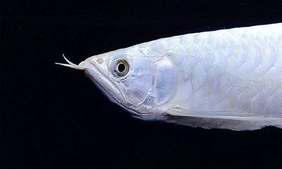銀龍魚胸鰭變黑什么原因（銀龍魚胸鰭變黑可能由多種因素引起銀龍魚胸鰭變黑）