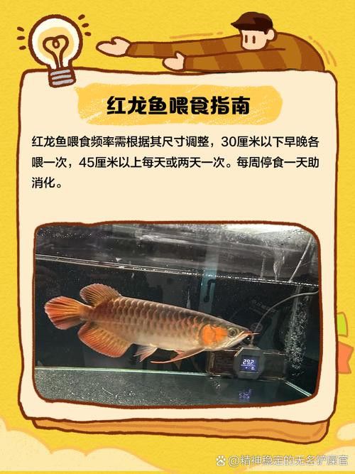 紅龍魚兜嘴和不兜嘴圖解