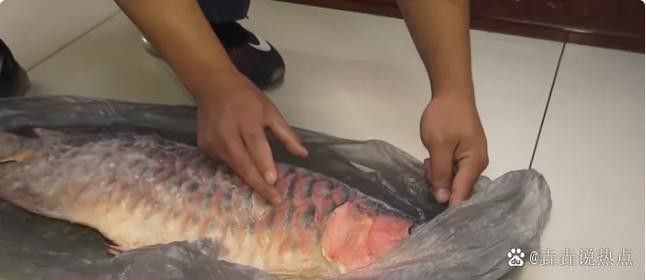 紅龍魚兜嘴和不兜嘴圖解