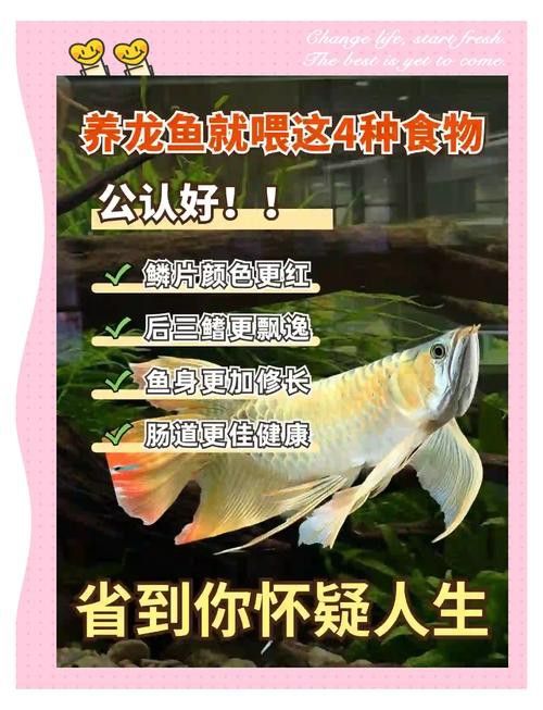 紅龍魚兜嘴和不兜嘴圖解
