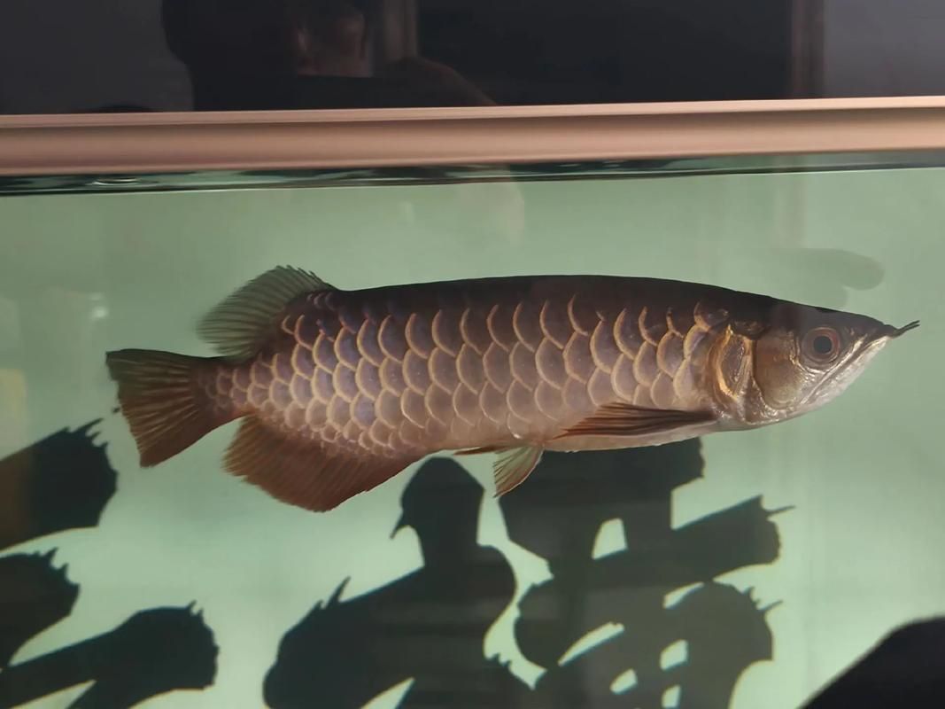 龍魚鰓蟲圖片 龍魚鰓蟲圖片 龍魚百科 第14張