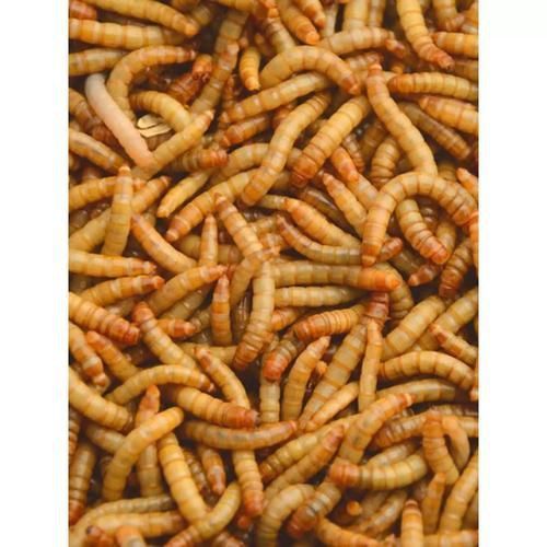 龍魚鰓蟲圖片 龍魚鰓蟲圖片 龍魚百科 第20張