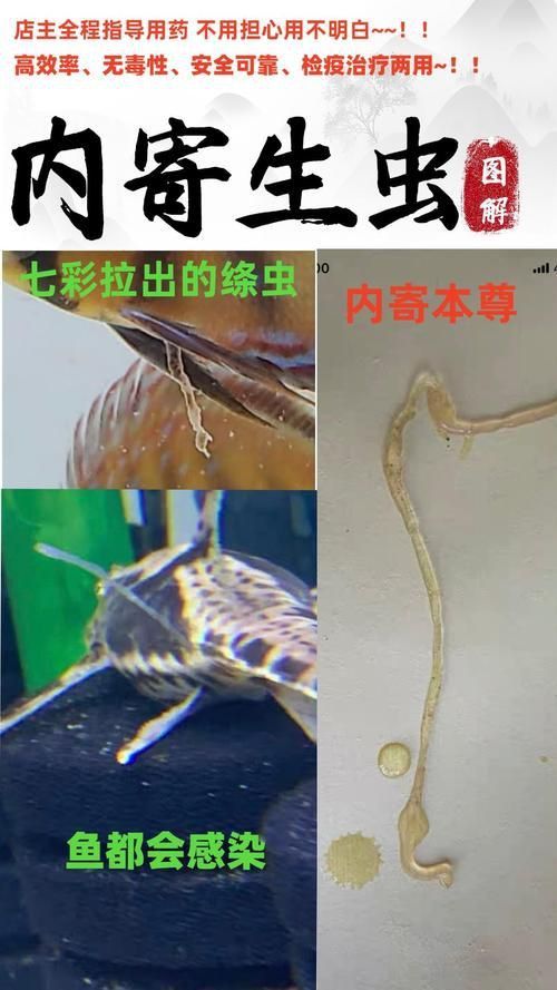 龍魚鰓蟲圖片 龍魚鰓蟲圖片 龍魚百科 第23張