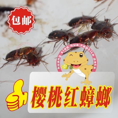 龍魚鰓蟲圖片 龍魚鰓蟲圖片 龍魚百科 第22張