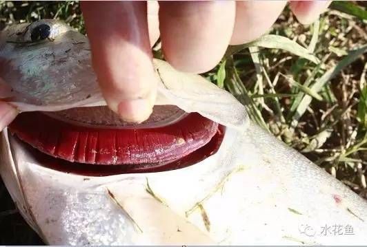 龍魚鰓蟲圖片 龍魚鰓蟲圖片 龍魚百科 第33張