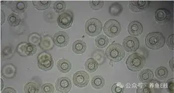 龍魚鰓蟲圖片 龍魚鰓蟲圖片 龍魚百科 第31張