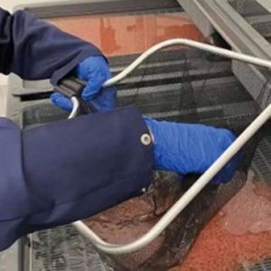 金龍魚細(xì)長怎么辦？：關(guān)于金龍魚體型的問題