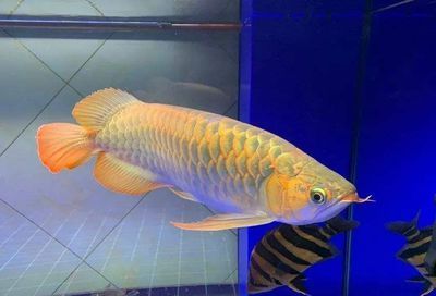 龍魚(yú)有多大的