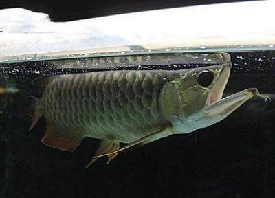 龍魚有多大的