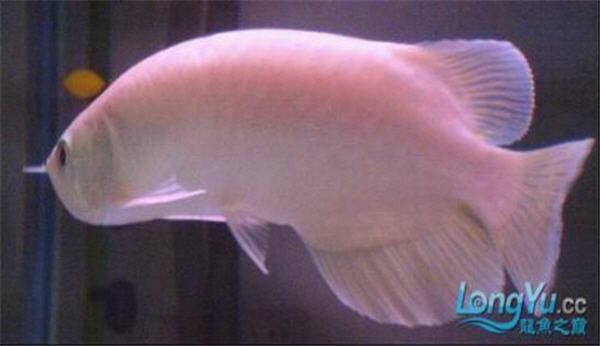 龍魚身形不直怎樣調整