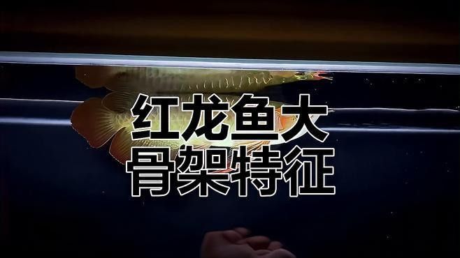龍魚身形不直怎樣調整