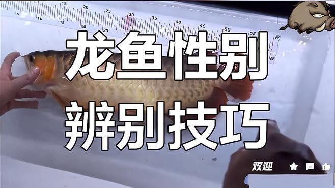 如何判斷超血紅龍魚是否性成熟？