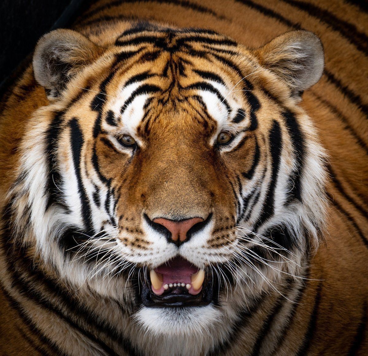 老虎是正義還是邪惡