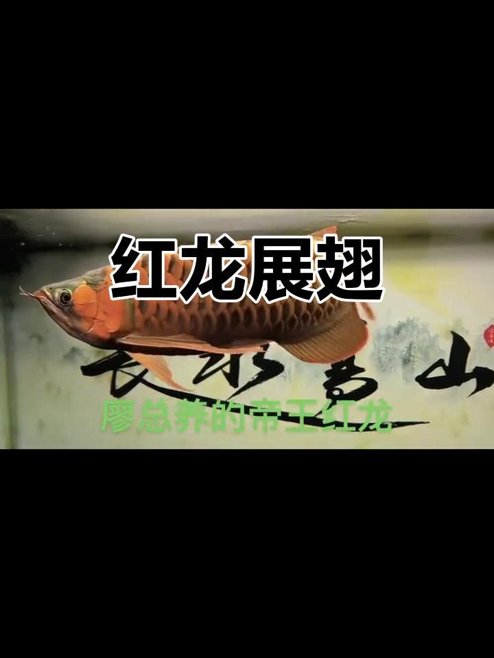 帝王血艷紅龍魚的價格差異大嗎？