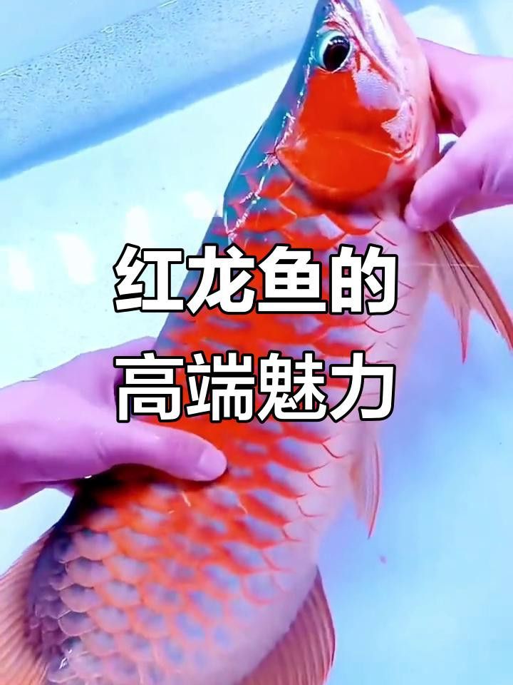 帝王血艷紅龍魚的價格差異大嗎？