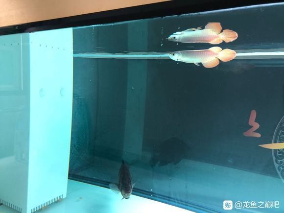 帝王血艷紅龍魚的價格差異大嗎？