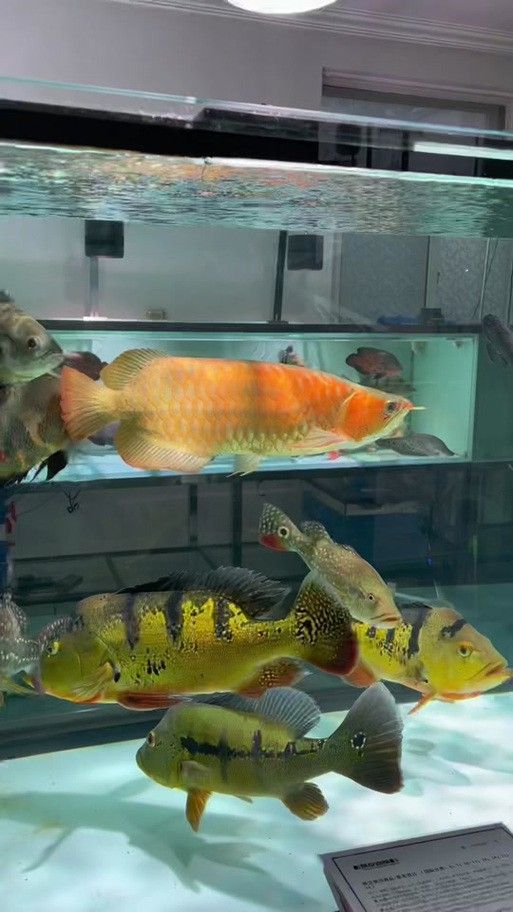 狗頭魚可以和龍魚混養嗎圖片大全高清