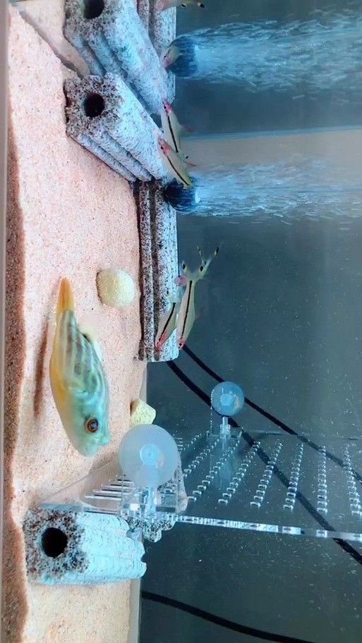 狗頭魚可以和龍魚混養嗎圖片大全高清