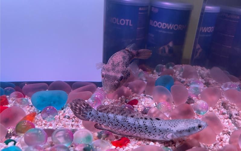 狗頭魚可以和龍魚混養嗎圖片大全高清