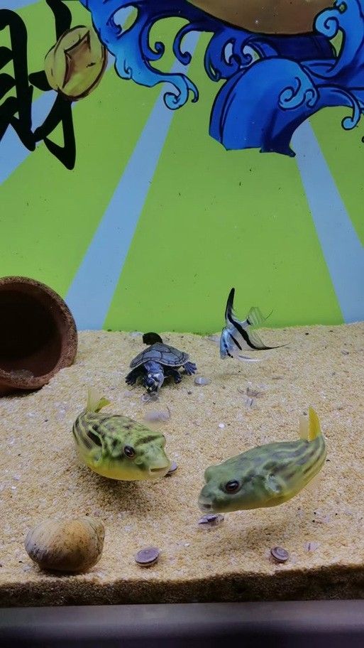 狗頭魚可以和龍魚混養嗎圖片大全高清