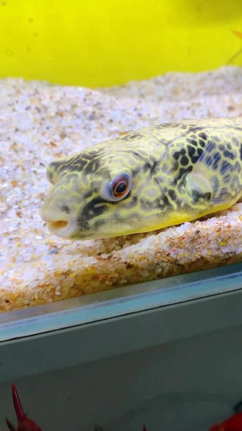 狗頭魚可以和龍魚混養嗎圖片大全高清