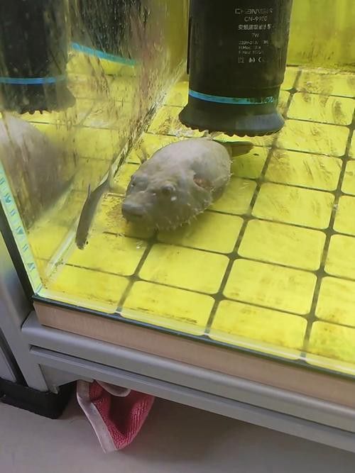 狗頭魚可以和龍魚混養嗎圖片大全高清
