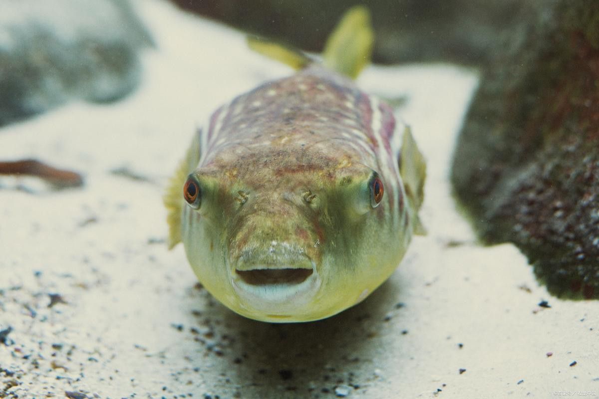 狗頭魚可以和龍魚混養嗎圖片大全高清