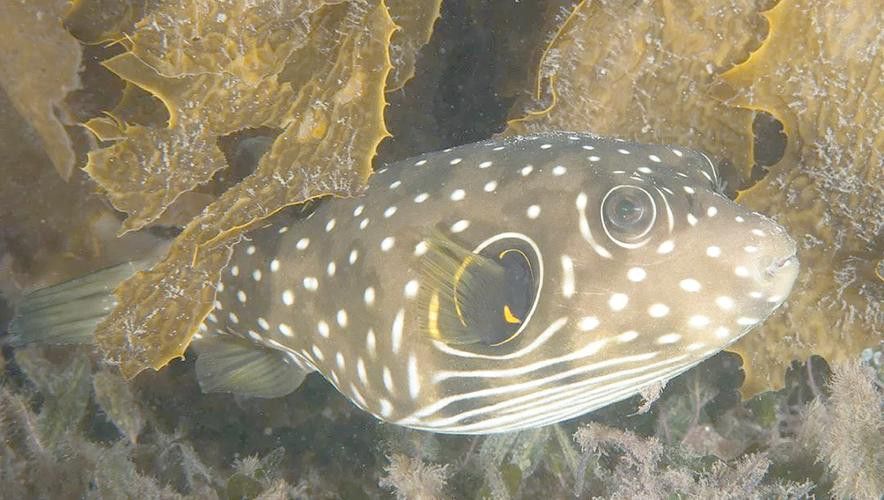 狗頭魚可以和龍魚混養嗎圖片大全高清