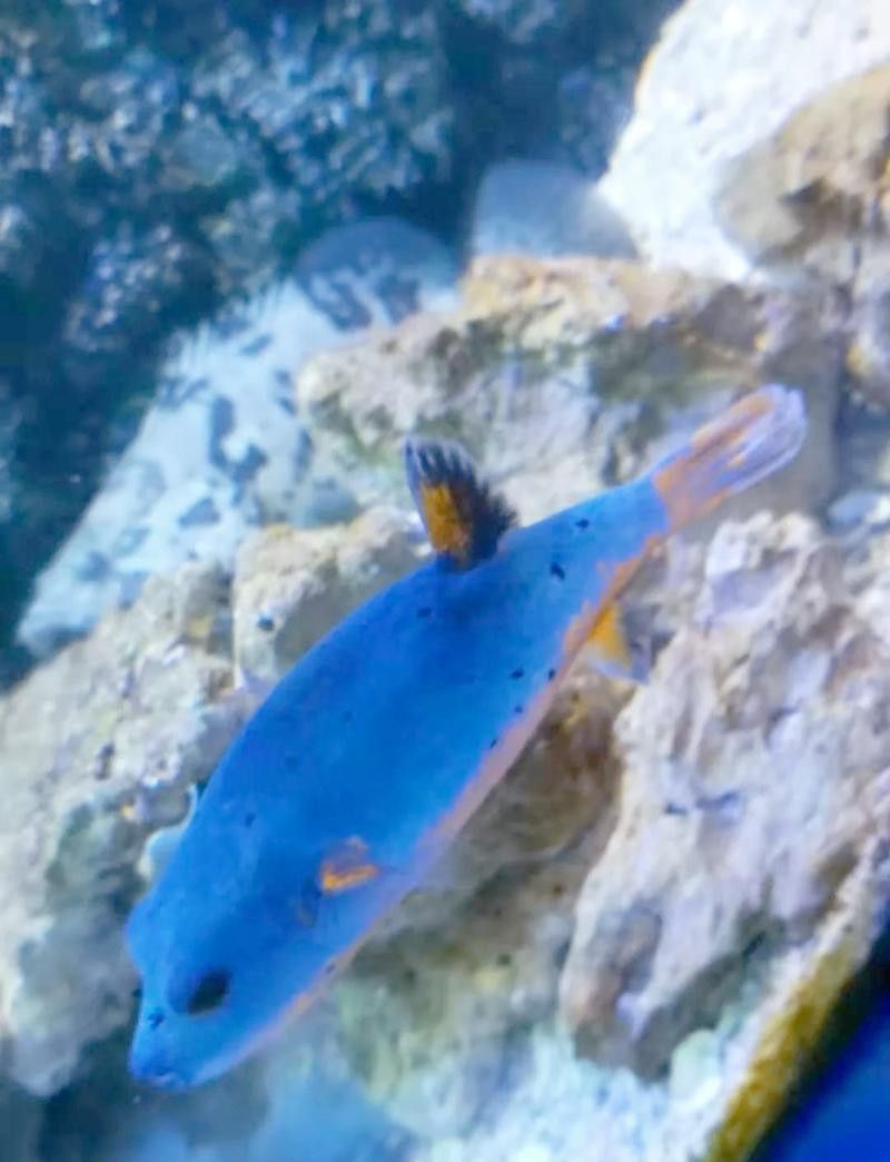 狗頭魚可以和龍魚混養嗎圖片大全高清