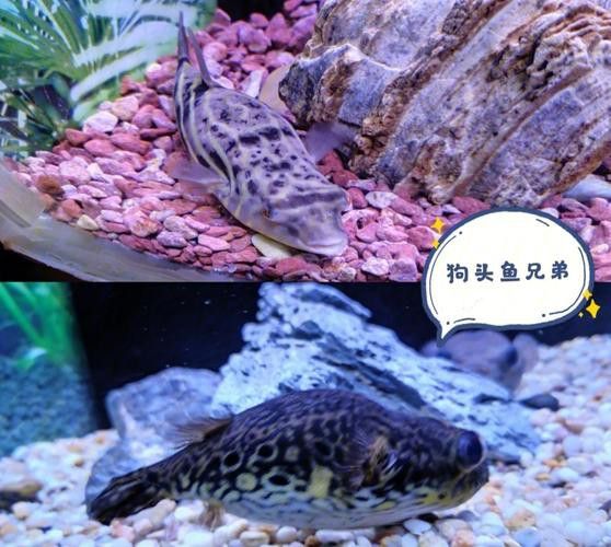 狗頭魚可以和龍魚混養嗎圖片大全高清