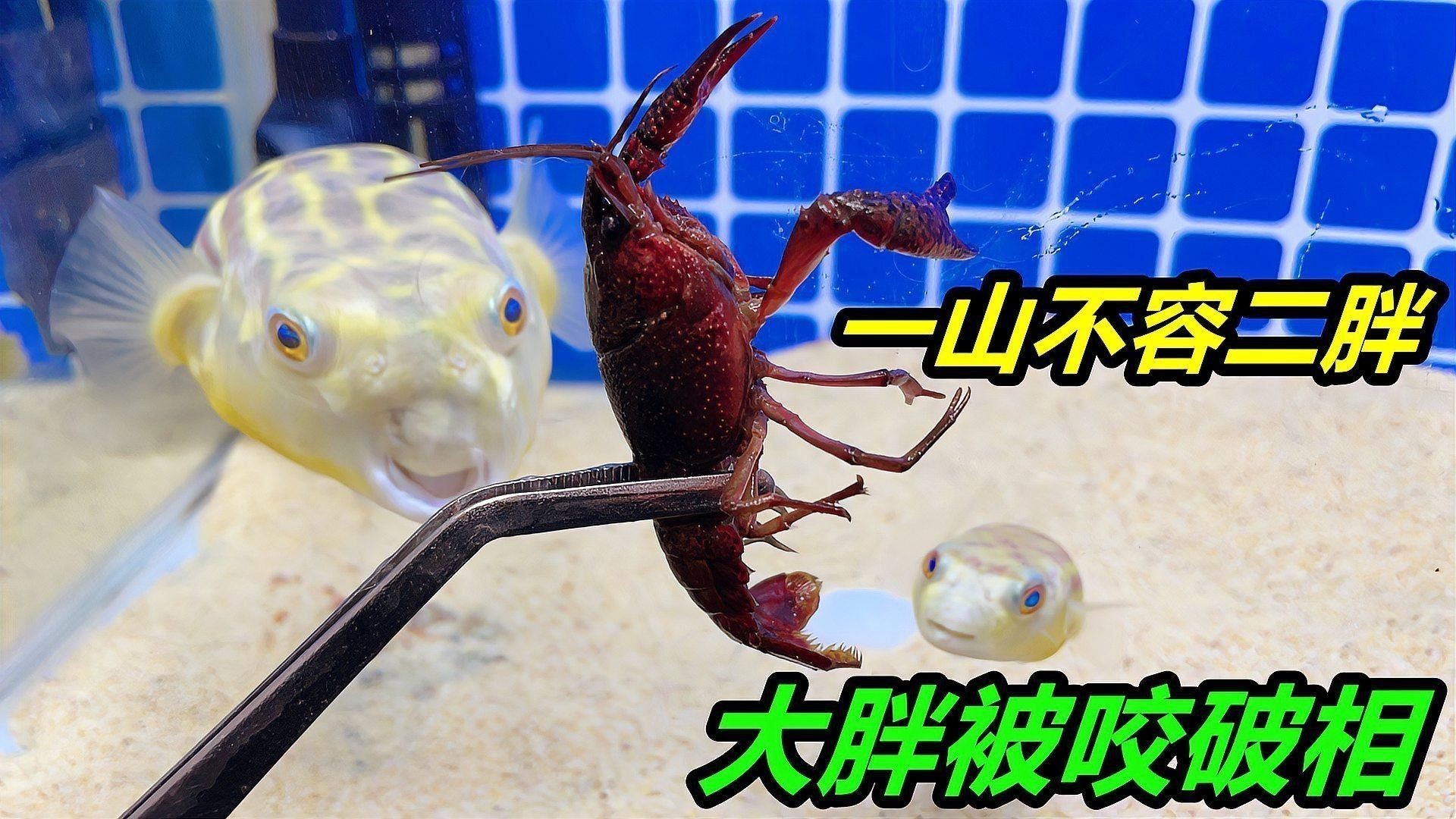 狗頭魚可以和龍魚混養嗎圖片大全高清