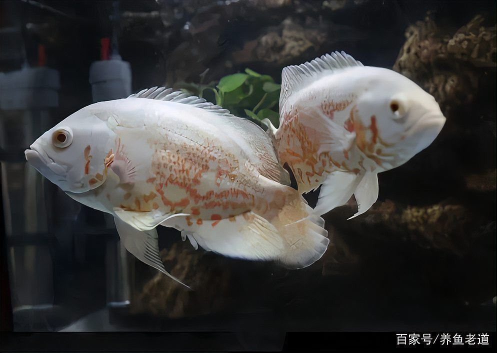 狗頭魚可以和龍魚混養嗎圖片大全高清