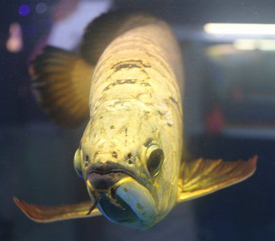 龍魚甲硝唑能殺寄生蟲嗎：關(guān)于甲硝唑治療龍魚的詳細(xì)信息