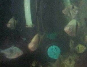 龍魚甲硝唑能殺寄生蟲嗎：關(guān)于甲硝唑治療龍魚的詳細(xì)信息