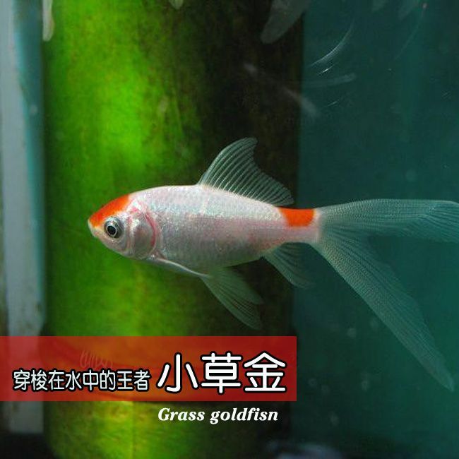 龍魚有冷水的品種嗎？（冷水龍魚有冷水的品種嗎？）