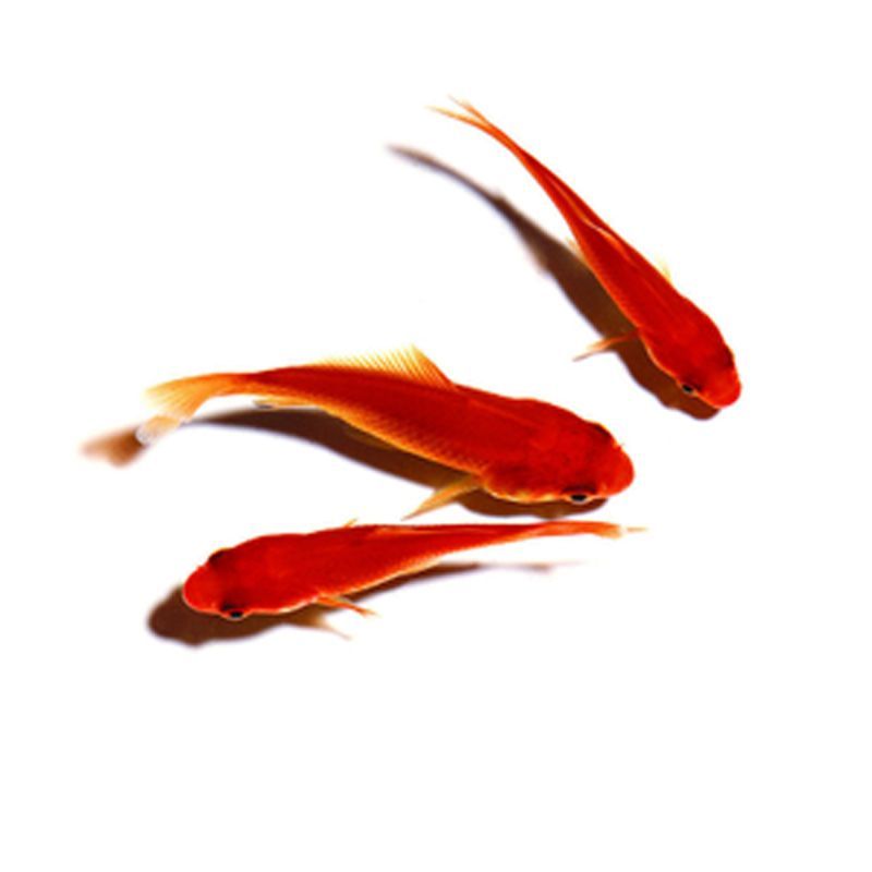 龍魚有冷水的品種嗎？（冷水龍魚有冷水的品種嗎？）