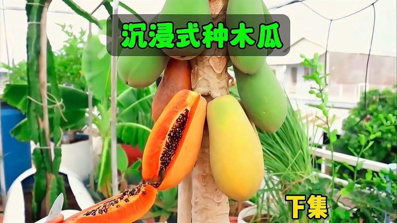 木瓜視頻