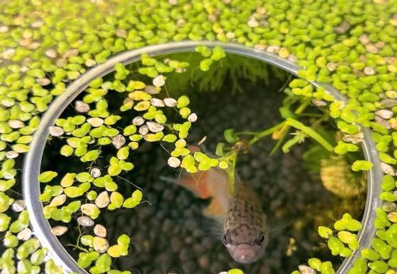 龍魚缸多久加一次鹽:龍魚缸加鹽的頻率取決于多種因素 龍魚百科 第3張 龍魚缸多久加一次鹽:龍魚缸加鹽的頻率取決于多種因素 龍魚缸多久加一次鹽:龍魚缸加鹽的頻率取決于多種因素 龍魚百科 第3張