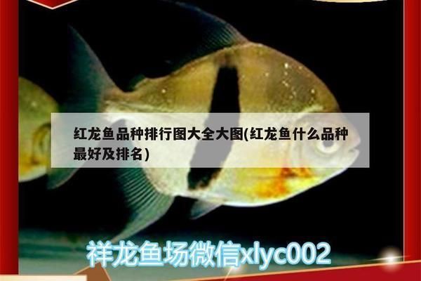 龍魚缸多久加一次鹽:龍魚缸加鹽的頻率取決于多種因素 龍魚百科 第4張 龍魚缸多久加一次鹽:龍魚缸加鹽的頻率取決于多種因素 龍魚缸多久加一次鹽:龍魚缸加鹽的頻率取決于多種因素 龍魚百科 第4張