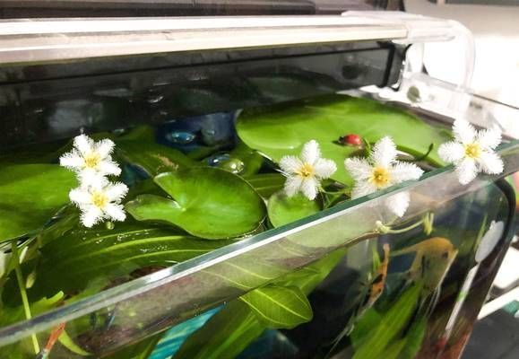 龍魚缸多久加一次鹽:龍魚缸加鹽的頻率取決于多種因素 龍魚百科 第5張 龍魚缸多久加一次鹽:龍魚缸加鹽的頻率取決于多種因素 龍魚缸多久加一次鹽:龍魚缸加鹽的頻率取決于多種因素 龍魚百科 第5張