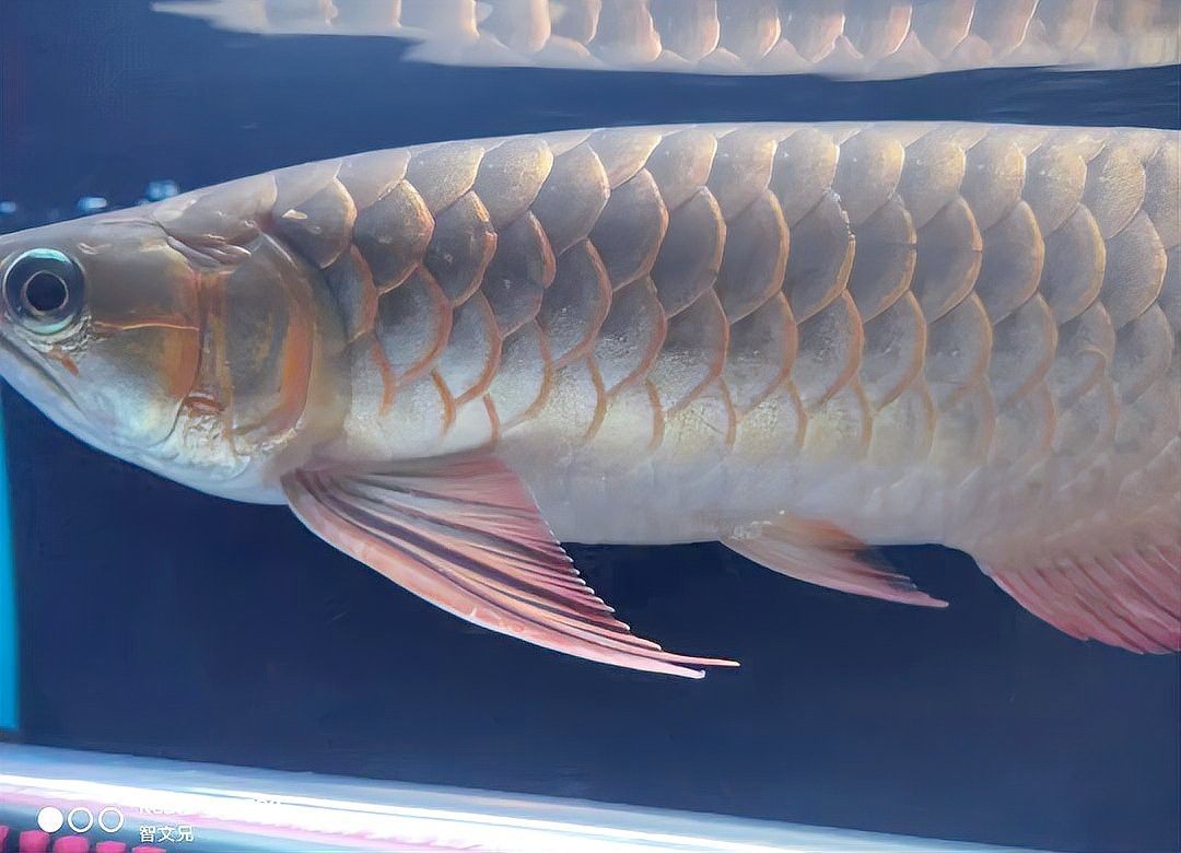 紅龍魚成年后還會發色嗎？