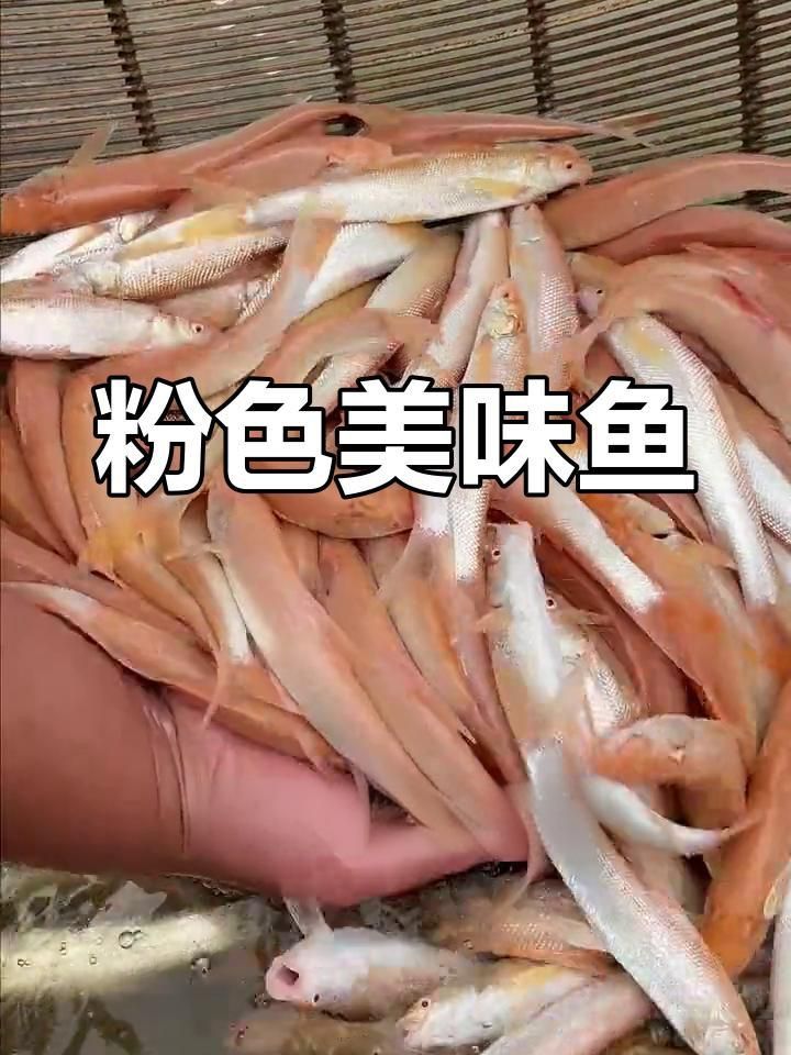 市場常見粉紅色的魚