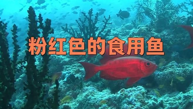 市場常見粉紅色的魚
